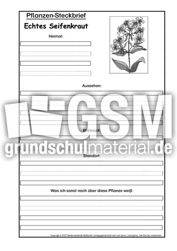 Pflanzensteckbrief-echtes-Seifenkraut-SW.pdf